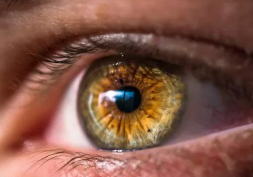 治疗弱视的新方法：非弱视眼的暂时失活可逆转动物弱视